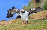 Atlantic Puffinborder=